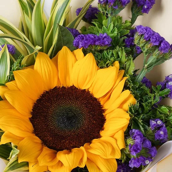 Tropical Oasis Hover