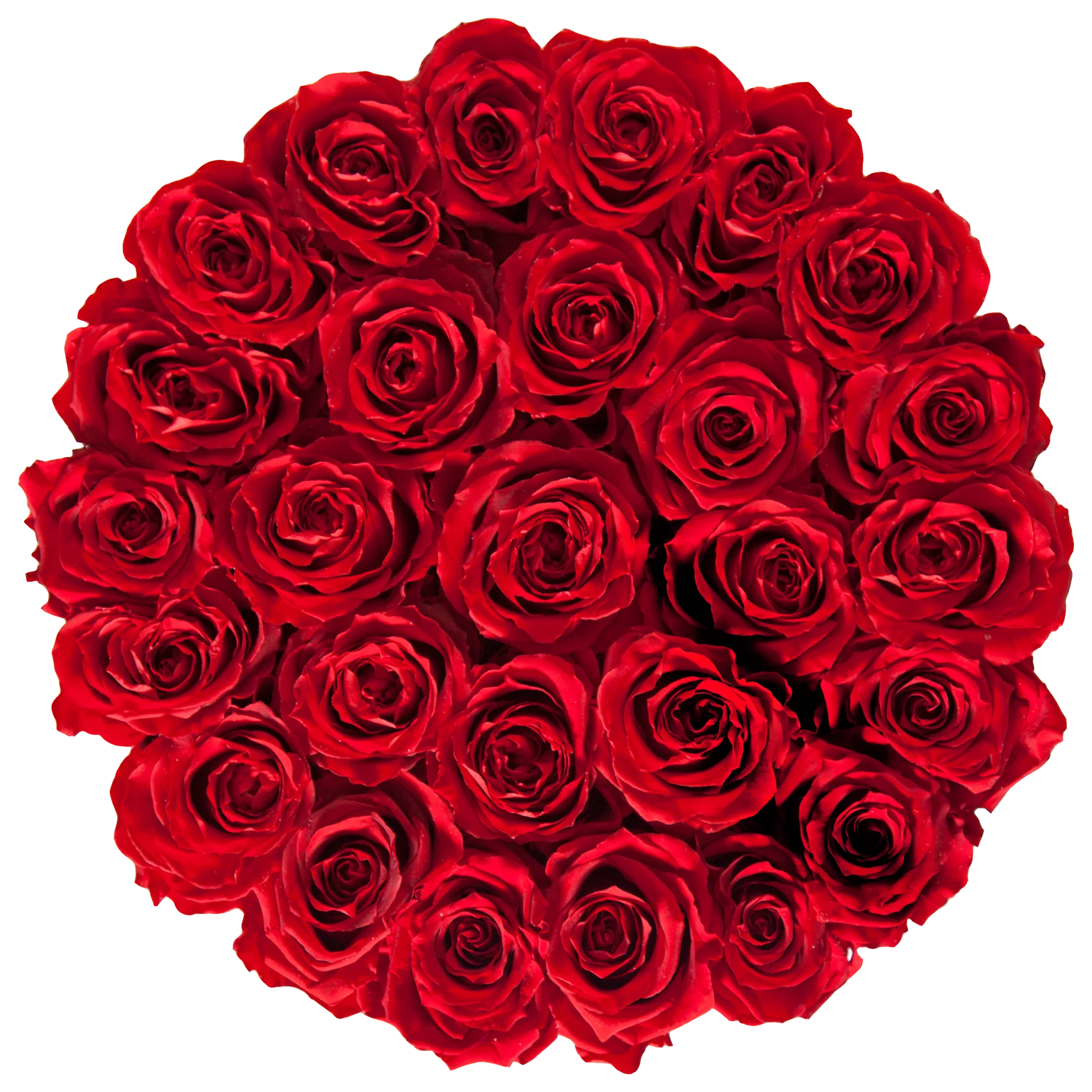 Blushing Rose Snow Hover