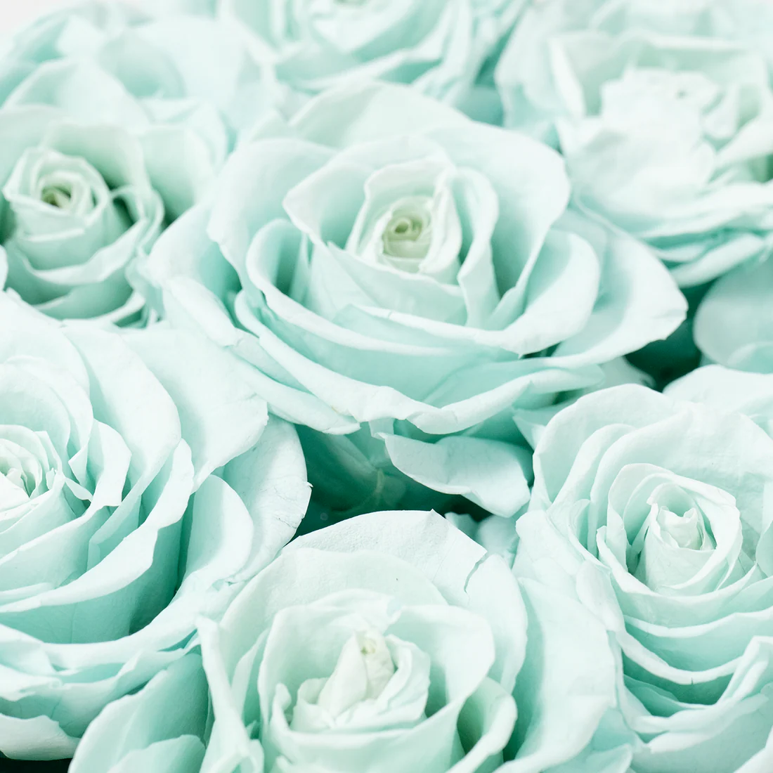 Graceful Garden Hover