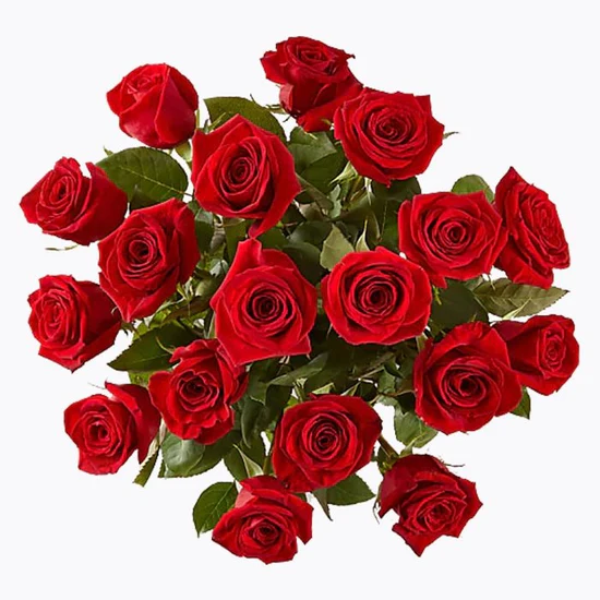 Tropical Oasis Hover