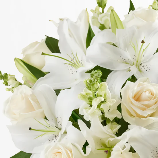 Blushing Rose Snow Hover