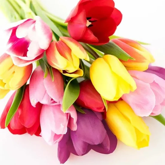 Graceful Garden Hover