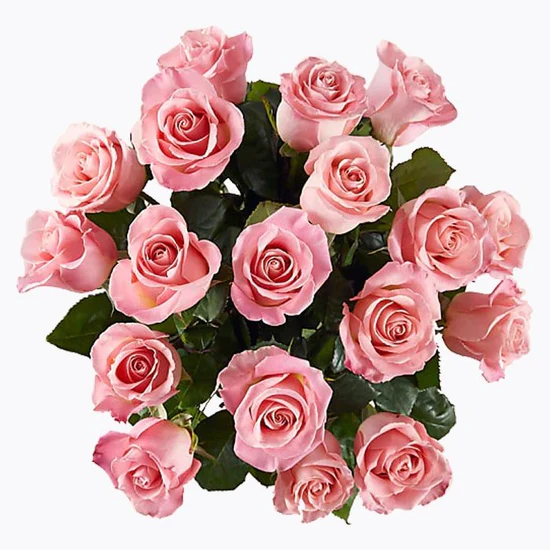 Blushing Rose Snow Hover